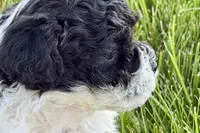 Poppy , a female Poodle - Miniature  for sale in Shipshewana, IN – 9 of 9