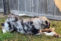 Yeller, a male Miniature Bernedoodle for sale in Shipshewana, IN – 6 of 10