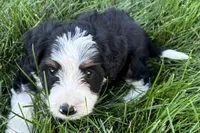 Julia, a female Bernedoodle for sale in Shipshewana, IN – 5 of 8