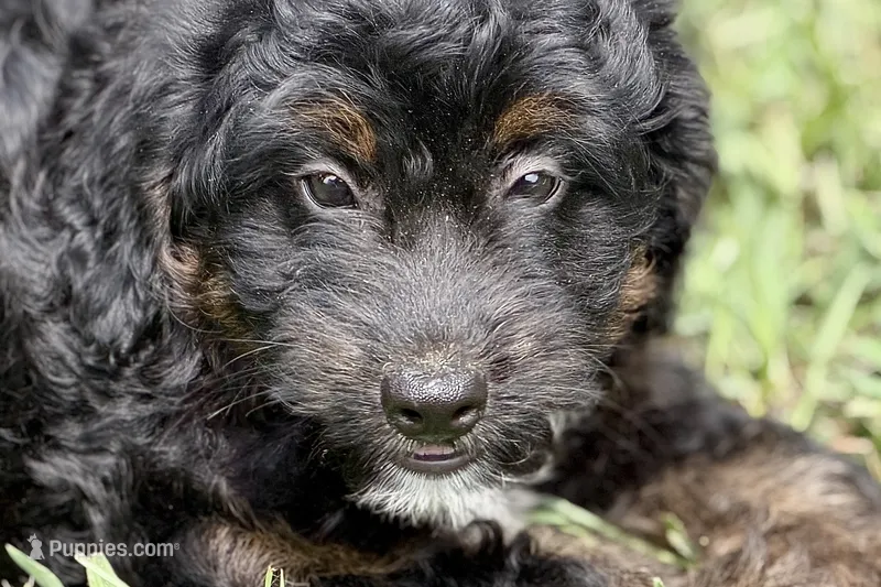 Olivia  – Bernedoodle puppy for sale in Shipshewana, IN