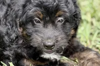Olivia , a female Miniature Bernedoodle for sale in Shipshewana, IN – 1 of 9
