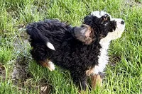 Ollie, a male Bernedoodle for sale in Shipshewana, IN – 4 of 10