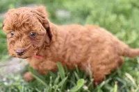 Waverly, a female Miniature Goldendoodle for sale in Shipshewana, IN – 6 of 10