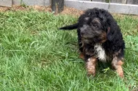 Odin, a male Miniature Bernedoodle for sale in Shipshewana, IN – 5 of 8
