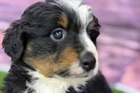 Maverick, a male Miniature Bernedoodle for sale in Shipshewana, IN – Photo 7 of 10