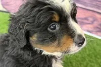 Maverick, a male Miniature Bernedoodle for sale in Shipshewana, IN – Photo 10 of 10