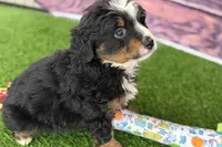 Maverick, a male Miniature Bernedoodle for sale in Shipshewana, IN – Photo 8 of 10