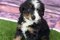 Maverick, a male Miniature Bernedoodle for sale in Shipshewana, IN – Photo 4 of 10