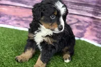 Maverick, a male Miniature Bernedoodle for sale in Shipshewana, IN – Photo 5 of 10