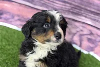 Maverick, a male Miniature Bernedoodle for sale in Shipshewana, IN – Photo 2 of 10