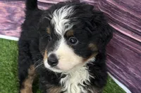 Maverick, a male Miniature Bernedoodle for sale in Shipshewana, IN – Photo 1 of 10