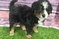 Maverick, a male Miniature Bernedoodle for sale in Shipshewana, IN – Photo 3 of 10