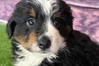 Maverick, a male Miniature Bernedoodle for sale in Shipshewana, IN – Photo 6 of 10