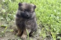 Waffles, a male Pomeranian for sale in Shipshewana, IN – 2 of 9