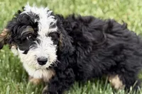 Oak, a male Bernedoodle for sale in Shipshewana, IN – 2 of 10
