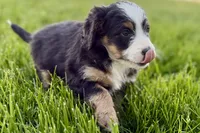 Oaklynn, a female Bernedoodle for sale in Shipshewana, IN – 9 of 10