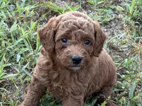 Chip, a male Poodle - Toy  for sale in Shipshewana, IN – 6 of 10
