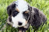 Ocean, a female Bernedoodle for sale in Shipshewana, IN – 7 of 10