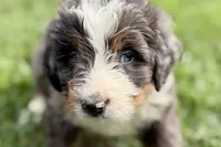 Yale , a male Bernese Mountain Dog and Miniature Bernedoodle for sale in Shipshewana, IN – 2 of 9