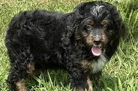 Orbit, a male Miniature Bernedoodle for sale in Shipshewana, IN – 1 of 8