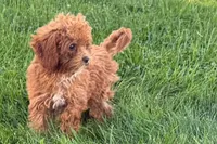 Benny, a male Poodle - Toy  for sale in Shipshewana, IN – 3 of 9