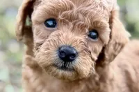 Cassie, a female Poodle - Toy  for sale in Shipshewana, IN – 2 of 9