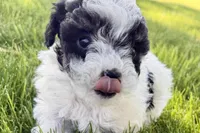 Parker, a male Poodle - Miniature  for sale in Shipshewana, IN – 8 of 10
