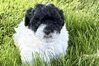 Poppy , a female Poodle - Miniature  for sale in Shipshewana, IN – 2 of 9