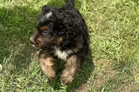 Orbit, a male Miniature Bernedoodle for sale in Shipshewana, IN – 6 of 8