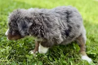 Yola, a female Bernese Mountain Dog and Miniature Bernedoodle for sale in Shipshewana, IN – 8 of 10