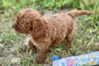 Benny, a male Poodle - Toy  for sale in Shipshewana, IN – 10 of 10
