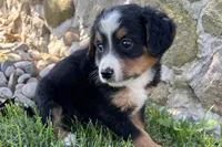 Jen, a female Bernedoodle for sale in Shipshewana, IN – 4 of 5