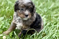 Orion, a male Bernedoodle for sale in Shipshewana, IN – 5 of 9