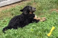 Odin, a male Miniature Bernedoodle for sale in Shipshewana, IN – 2 of 8