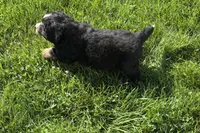 Happy , a male Bernese Mountain Dog for sale in Shipshewana, IN – 4 of 6