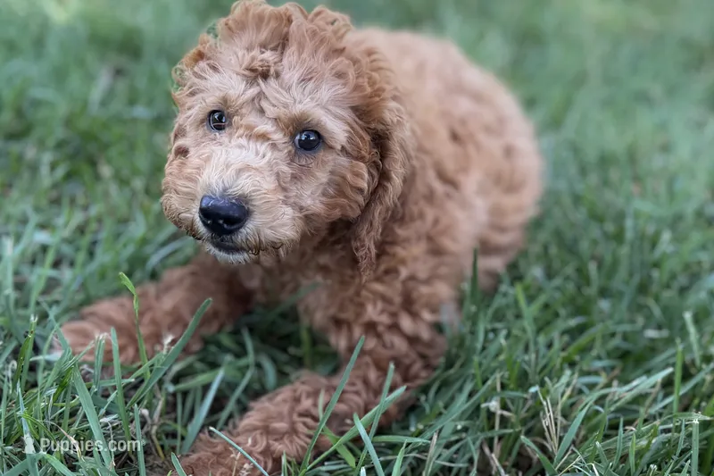 Whisper – Miniature Goldendoodle puppy for sale in Shipshewana, IN