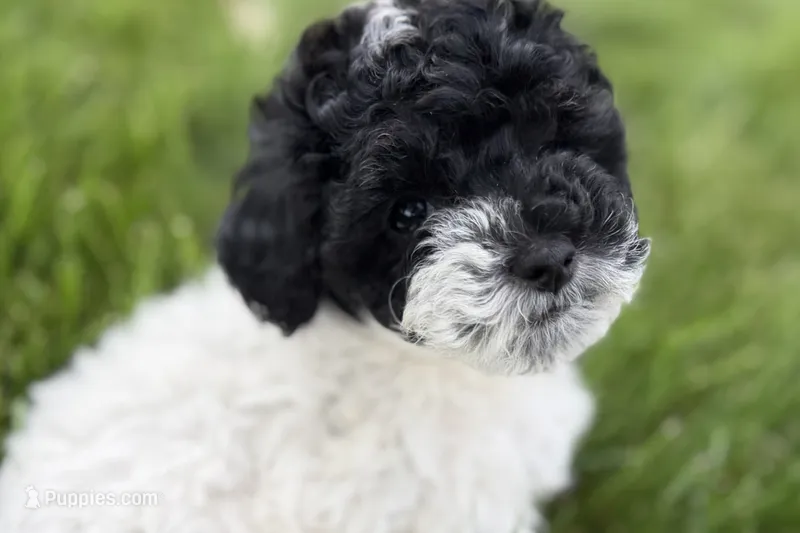Poppy  – Poodle - Miniature  puppy for sale in Shipshewana, IN