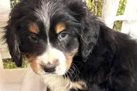 Nolan, a male Bernese Mountain Dog and Miniature Bernedoodle for sale in Shipshewana, IN – Photo 4 of 10