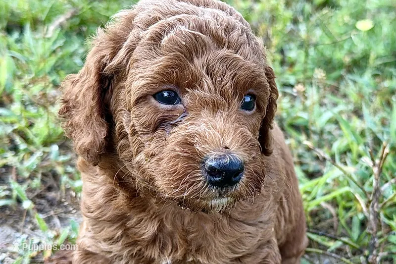 Chip – Poodle - Toy  puppy for sale in Shipshewana, IN