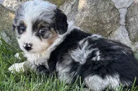 Jared, a male Bernedoodle for sale in Shipshewana, IN – 2 of 7