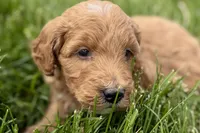 Orlo, a male Goldendoodle for sale in Shipshewana, IN – 3 of 10