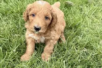 Orlo, a male Goldendoodle for sale in Shipshewana, IN – 2 of 10
