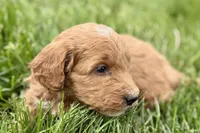 Orlo, a male Goldendoodle for sale in Shipshewana, IN – 5 of 10