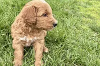 Orlo, a male Goldendoodle for sale in Shipshewana, IN – 8 of 10