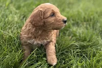 Orlo, a male Goldendoodle for sale in Shipshewana, IN – 7 of 10