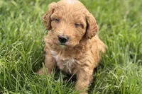 Orlo, a male Goldendoodle for sale in Shipshewana, IN – 6 of 10