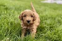 Orlo, a male Goldendoodle for sale in Shipshewana, IN – 9 of 10