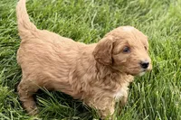 Orlo, a male Goldendoodle for sale in Shipshewana, IN – 4 of 10