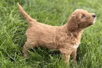 Orlo, a male Goldendoodle for sale in Shipshewana, IN – 10 of 10