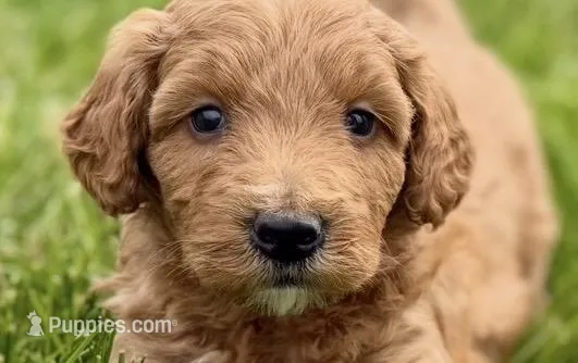 Orlo – Goldendoodle puppy for sale in Shipshewana, IN